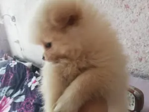 Щенок шпица мальчик