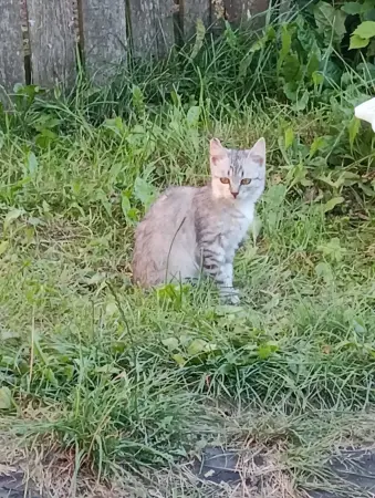 Котята в добрые руки. Бесплатно.