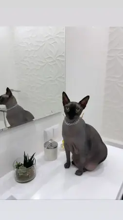 Продам кота сфинкса