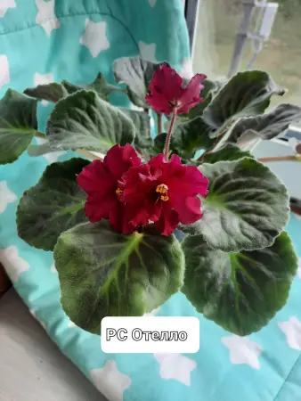Фиалки сортовые