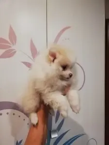 Щенок шпица девочка