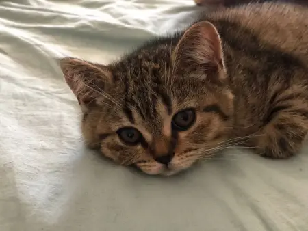 Шотланские котята