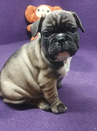 Французский бульдог