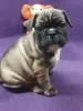 Французский бульдог - Вся Беларусь - 84236 - Доска объявлений Kupika.by