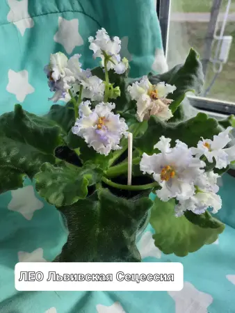 Фиалки сортовые