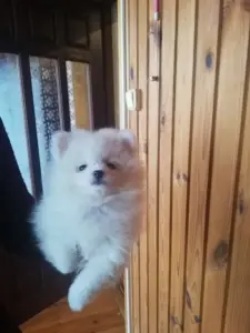 Щенок шпица девочка