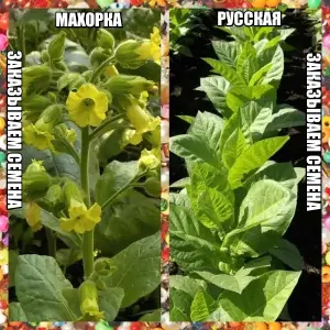 Махорка русская (семена) 500 шт