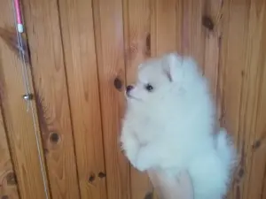 Щенок шпица девочка