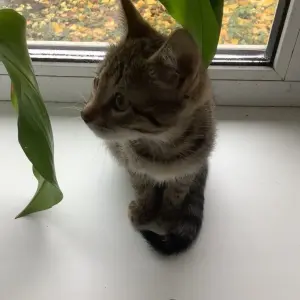 котёнок