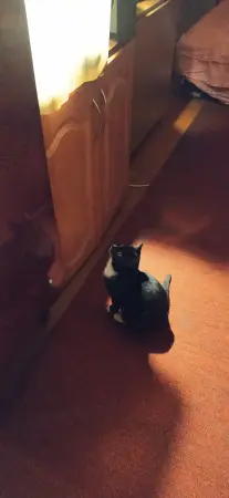 Котёнок в дар