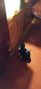 Котёнок в дар