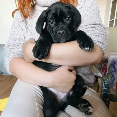 Щенки Кане Корсо