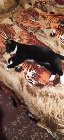 Котёнок в дар