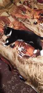 Котёнок в дар