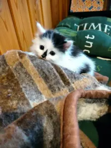 Котик