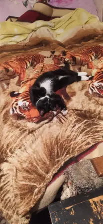 Котёнок в дар