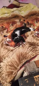 Котёнок в дар