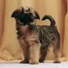Гриффон брюссельский, щенок, 2 месяца