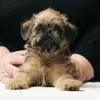 Гриффон брюссельский, щенок, 2 месяца