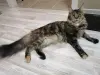Котята Мейн-кун