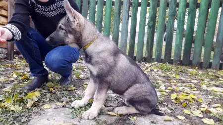 Щенки восточно-европейской овчарки - Вся Беларусь - 90950 - Доска объявлений Kupika.by - Фото 2