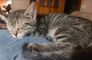 котёнок