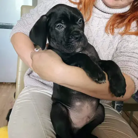 Щенки Кане Корсо