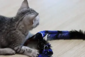 Котята Египетской Мау
