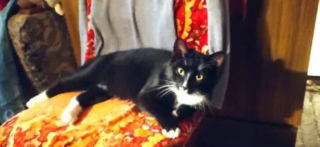 Котёнок в дар