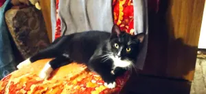 Котёнок в дар