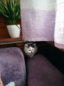 Котик