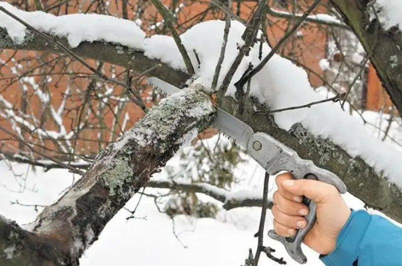 Обрезка деревьев.