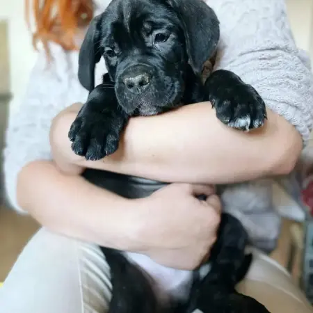 Щенки Кане Корсо