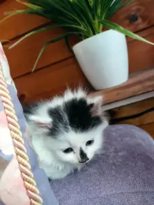 Котик
