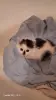 Котик