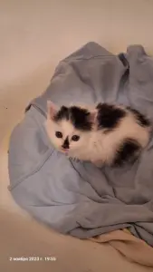 Котик