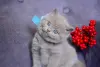 Вязка.Британский кот голубого окраса - Вся Беларусь - 96343 - Доска объявлений Kupika.by - Фото 8