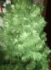Ёлка искусственная новогодняя ель под 2 метра зеленая
