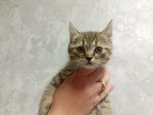 Продам: шотландские вислоухие котята