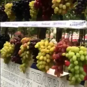 саженцы винограда