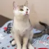 Кошка ГЛОРИЯ