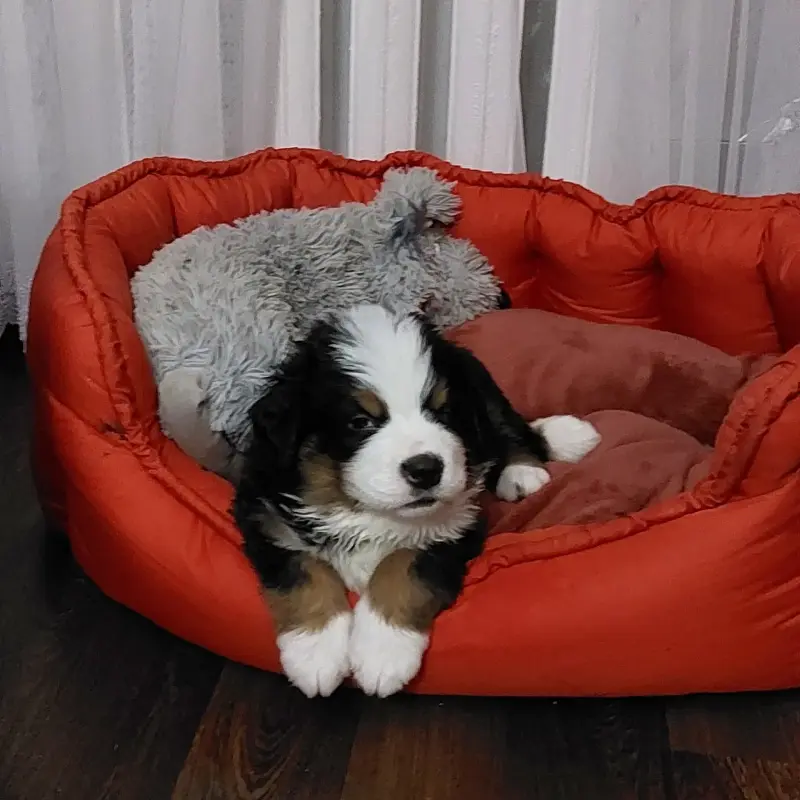 Собаки - Вся Беларусь - 97816 - Доска объявлений Kupika.by - Фото 2