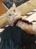 Нарядное платье для кошек