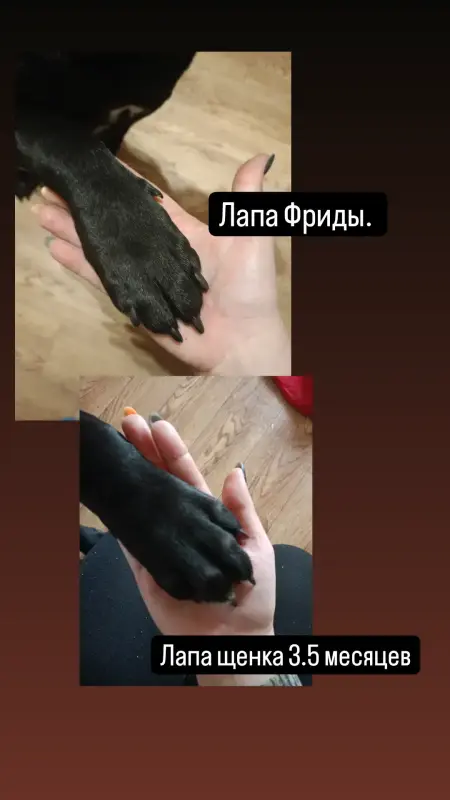 Щенки Кане Корсо