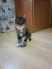 Котик в дар