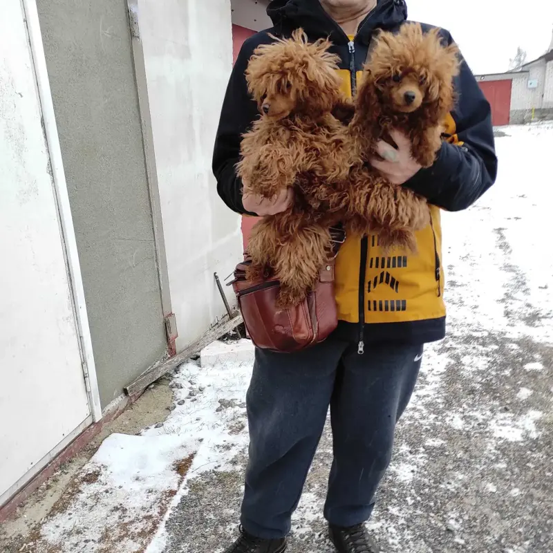 Той пуделя щенки