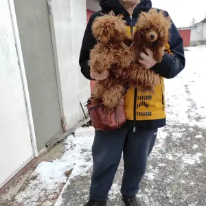 Той пуделя щенки