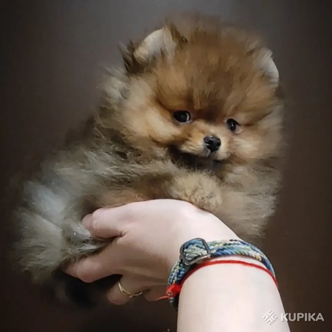 Шоколадный шпиц медвежьего типа