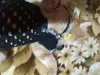 Вязаное платье для кошек