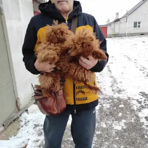 Той пуделя щенки